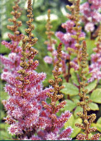 Photo de variété de fleurs à utiliser comme: Plante à massif/ plante de bordure Astilbe chinensis Var. Pumila