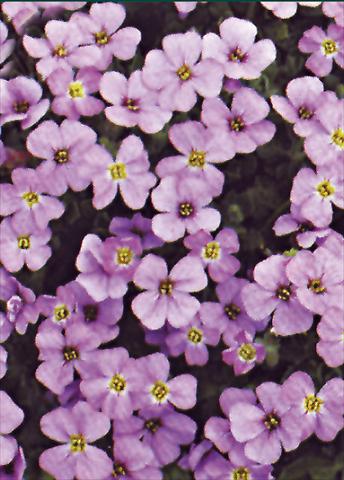 Photo de variété de fleurs à utiliser comme: Plante à massif/ plante de bordure Aubrieta Royal Violet