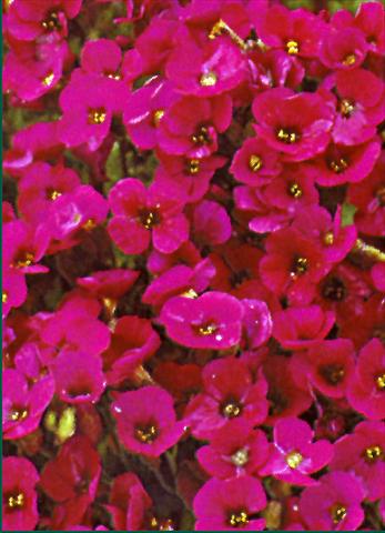 Photo de variété de fleurs à utiliser comme: Plante à massif/ plante de bordure Aubrieta Royal Red