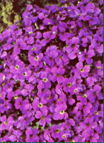 Photo de variété de fleurs à utiliser comme: Plante à massif/ plante de bordure Aubrieta  Whitewell Gem