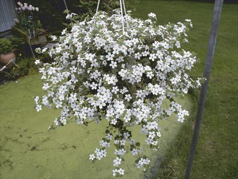 Photo de variété de fleurs à utiliser comme: Suspension / pot Bacopa (Sutera cordata) Taifun Mega White