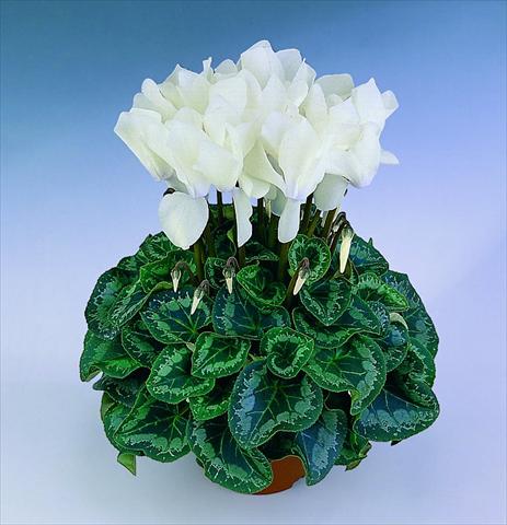 Photo de variété de fleurs à utiliser comme: Pot Cyclamen persicum Halios® F1
