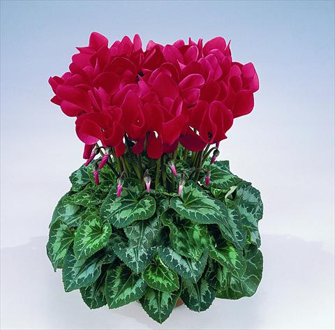 Photo de variété de fleurs à utiliser comme: Pot Cyclamen persicum Halios® F1