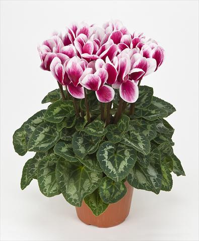 Photo de variété de fleurs à utiliser comme: Pot Cyclamen persicum Halios® F1 Fantasia F1 Magenta