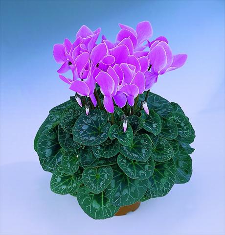 Photo de variété de fleurs à utiliser comme: Pot Cyclamen persicum Halios® F1 Mélange