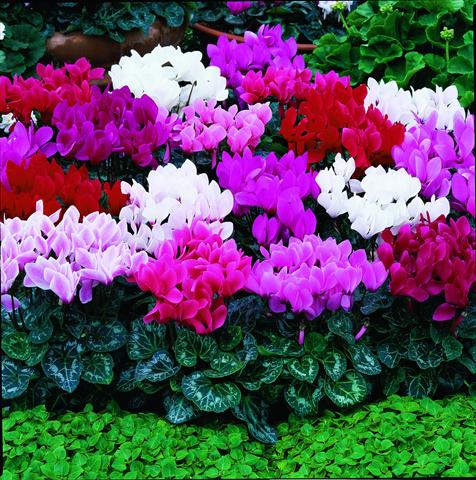 Photo de variété de fleurs à utiliser comme: Pot et Plante à massif Cyclamen persicum Laser F1 Mix