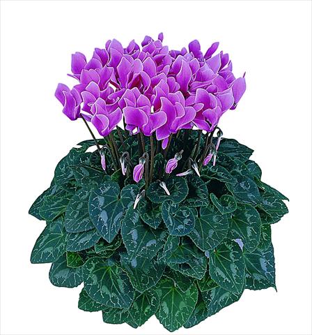 Photo de variété de fleurs à utiliser comme: Pot Cyclamen persicum Latinia® Premium F1