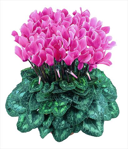 Photo de variété de fleurs à utiliser comme: Pot Cyclamen persicum Latinia® F1 Saumon