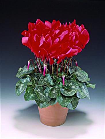Photo de variété de fleurs à utiliser comme: Pot Cyclamen persicum Maxora F1
