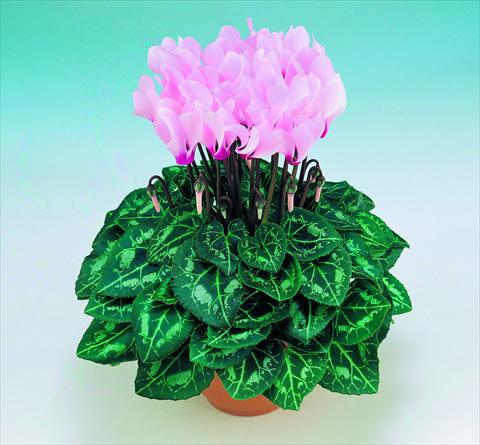 Photo de variété de fleurs à utiliser comme: Pot Cyclamen persicum Metis® F1