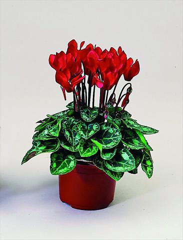Photo de variété de fleurs à utiliser comme: Pot Cyclamen persicum Midori F1