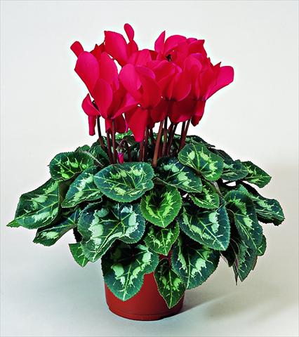 Photo de variété de fleurs à utiliser comme: Pot Cyclamen persicum Sierra F1