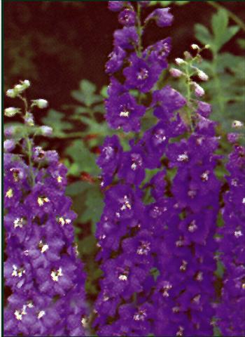Photo de variété de fleurs à utiliser comme: Plante à massif/ plante de bordure Delphinium Pacific Giant Black night