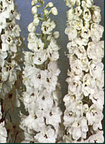 Photo de variété de fleurs à utiliser comme: Plante à massif/ plante de bordure Delphinium Pacific Giant Galahad