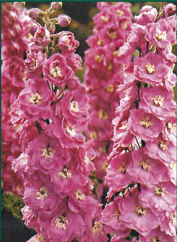 Photo de variété de fleurs à utiliser comme: Plante à massif/ plante de bordure Delphinium Pacific Giant Guinevere