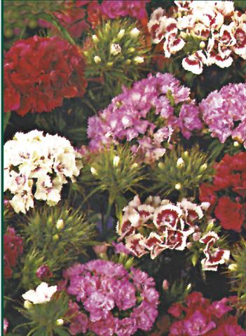 Photo de variété de fleurs à utiliser comme: Pot et Plante à massif Dianthus barbatus Indianerteppich