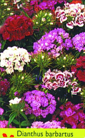 Photo de variété de fleurs à utiliser comme: Pot et Plante à massif Dianthus barbatus Double Mixture