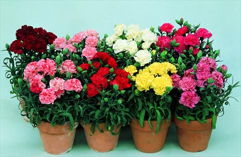 Photo de variété de fleurs à utiliser comme: Pot et Plante à massif Dianthus caryophyllus Lillipot F1 Mix