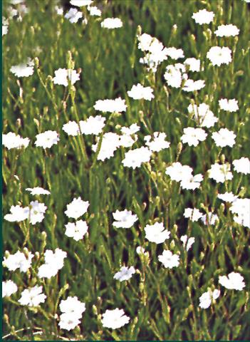Photo de variété de fleurs à utiliser comme: Plante à massif/ plante de bordure Dianthus deltoides Albus