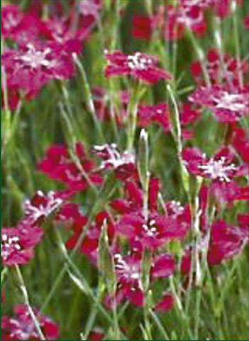Photo de variété de fleurs à utiliser comme: Plante à massif/ plante de bordure Dianthus deltoides Nelli