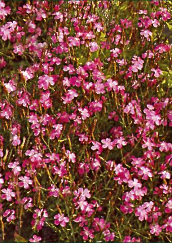 Photo de variété de fleurs à utiliser comme: Plante à massif/ plante de bordure Dianthus deltoides Roseus