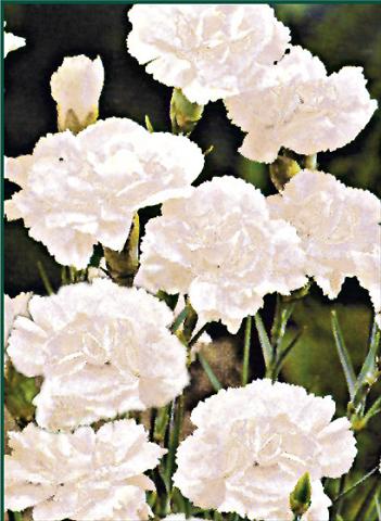 Photo de variété de fleurs à utiliser comme: Plante à massif/ plante de bordure Dianthus plumarius Albus