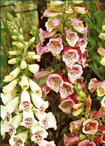 Photo de variété de fleurs à utiliser comme: Plante à massif/ plante de bordure Digitalis purpurea Foxy