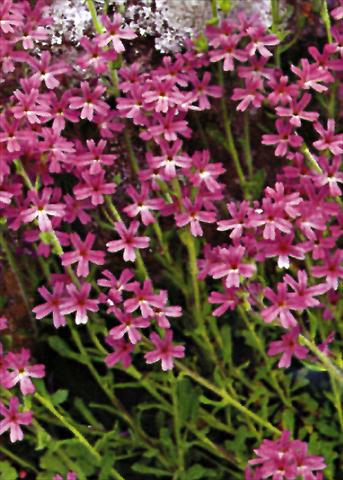 Photo de variété de fleurs à utiliser comme: Plante à massif/ plante de bordure Erinus alpinus Dr Hanle