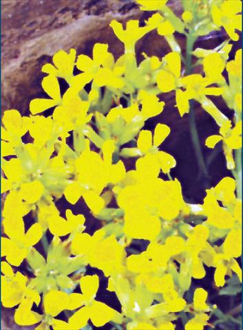 Photo de variété de fleurs à utiliser comme: Plante à massif/ plante de bordure Erysimum Yellow Bird
