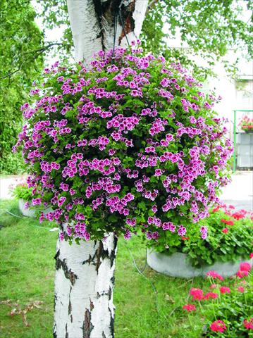 Photo de variété de fleurs à utiliser comme: Pot et Plante à massif Pelargonium crispum Angeleyes Randy