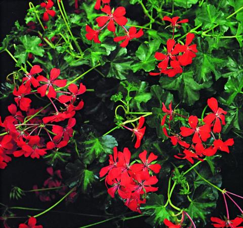 Photo de variété de fleurs à utiliser comme: Suspension / pot Pelargonium peltatum Decora Rosso