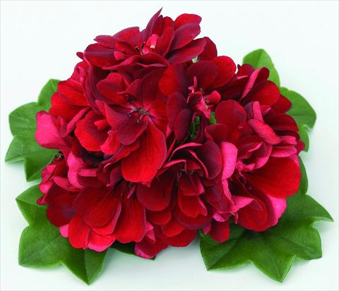 Photo de variété de fleurs à utiliser comme: Suspension / pot Pelargonium peltatum Doblino Rouge Foncé