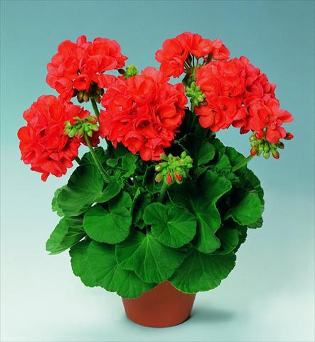 Photo de variété de fleurs à utiliser comme: Pot, Plante à massif, patio Pelargonium zonale pac® Perlenkette Orange