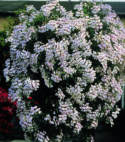 Photo de variété de fleurs à utiliser comme: Plante à massif, patio, Suspension Pelargonium peltatum pac® Ville De Dresden