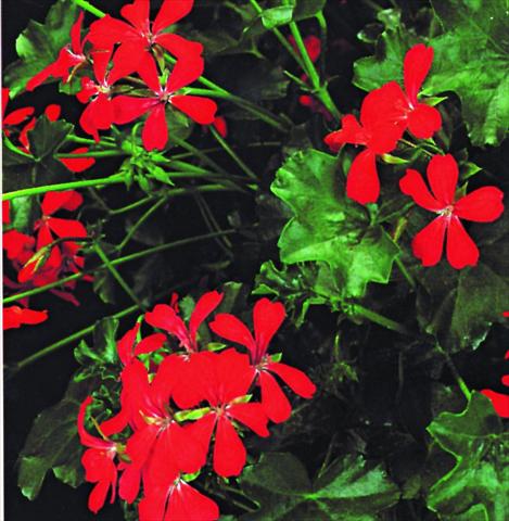 Photo de variété de fleurs à utiliser comme: Suspension / pot Pelargonium peltatum Ville De Paris