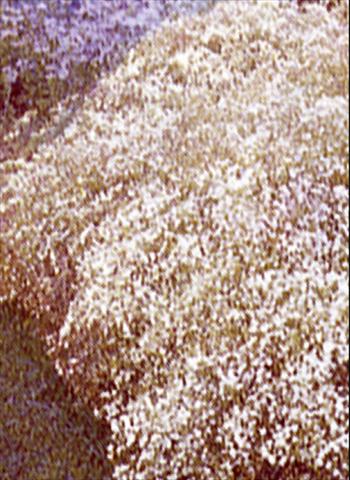 Photo de variété de fleurs à utiliser comme: Plante à massif/ plante de bordure Gypsophila paniculata Scneeflocke