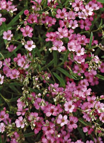Photo de variété de fleurs à utiliser comme: Plante à massif/ plante de bordure Gypsophila repens  Rosea