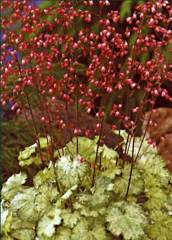 Photo de variété de fleurs à utiliser comme: Plante à massif/ plante de bordure Heuchera sanguinea Splendens Leuchtfaker