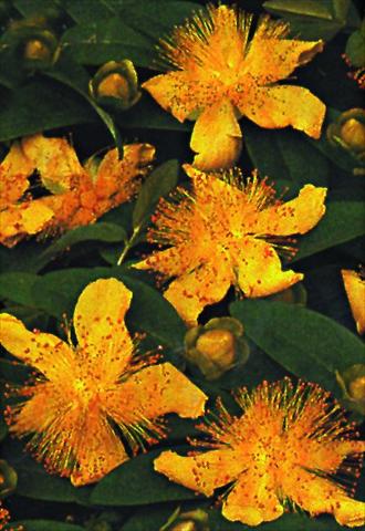 Photo de variété de fleurs à utiliser comme: Plante à massif/ plante de bordure Hypericum calycinum Rose von Sharon