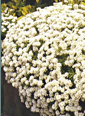 Photo de variété de fleurs à utiliser comme: Plante à massif/ plante de bordure Iberis sempervirens Schneeflocke