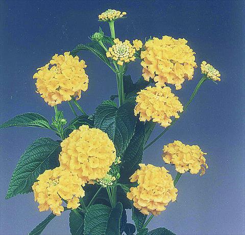 Photo de variété de fleurs à utiliser comme: Pot Lantana camara Goldsonne