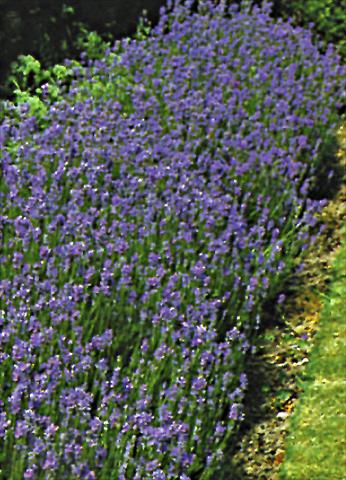 Photo de variété de fleurs à utiliser comme: Plante à massif/ plante de bordure Lavandula angustifolia Vera