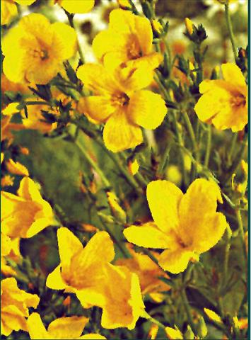 Photo de variété de fleurs à utiliser comme: Plante à massif/ plante de bordure Linum flavum Compactum