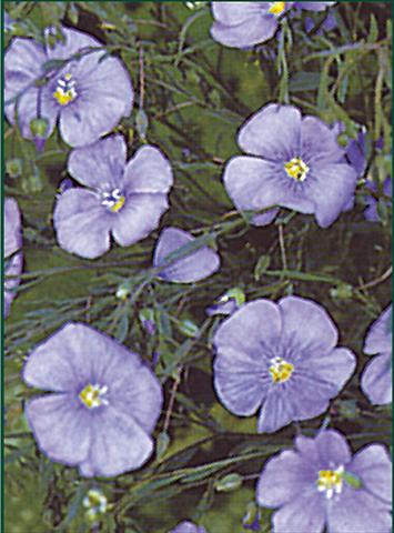 Photo de variété de fleurs à utiliser comme: Plante à massif/ plante de bordure Linum nanum Blue Diamant