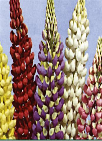 Photo de variété de fleurs à utiliser comme: Plante à massif/ plante de bordure Lupinus russel Mixture