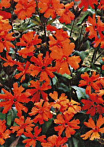 Photo de variété de fleurs à utiliser comme: Plante à massif/ plante de bordure Lychnis x arkwrightii Vesuvius