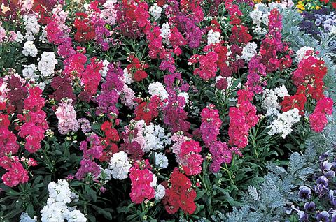 Photo de variété de fleurs à utiliser comme: Pot et Plante à massif Matthiola incana Harmony Mix