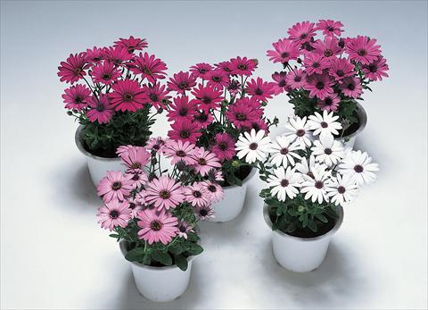 Photo de variété de fleurs à utiliser comme: Pot Osteospermum Ecklonis Passion F1 Mix