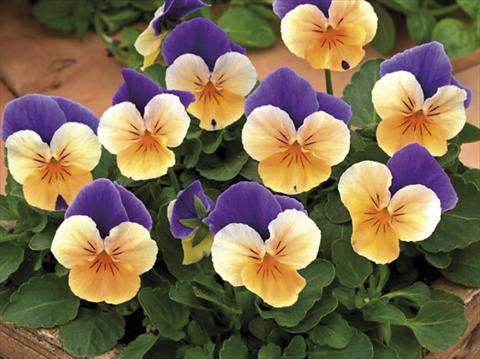 Photo de variété de fleurs à utiliser comme: Pot et Plante à massif Viola cornuta Peach Jump Up