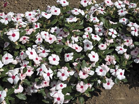 Photo de variété de fleurs à utiliser comme: Pot et Plante à massif Catharanthus roseus - Vinca Cora F1 Apricot